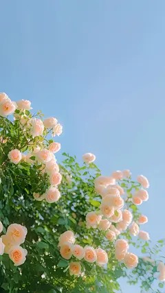 《偏心父母，断亲后我在七零养娇妻》完结篇终章+特别篇（叶天,徐静）故事圆满收官​